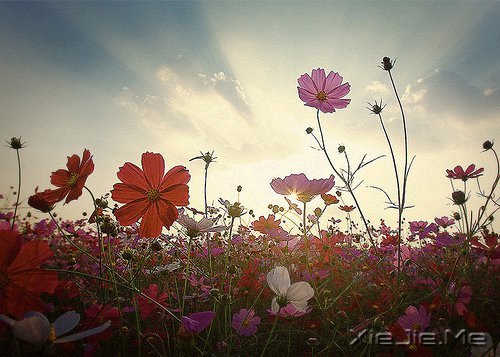 晚安心语:身在万物中,心在万物上 (4)